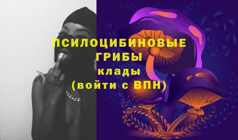 как найти   Химки  Галлюциногенные грибы Psilocybe 